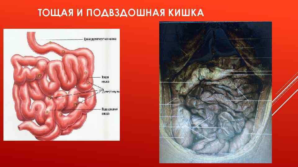 ТОЩАЯ И ПОДВЗДОШНАЯ КИШКА 
