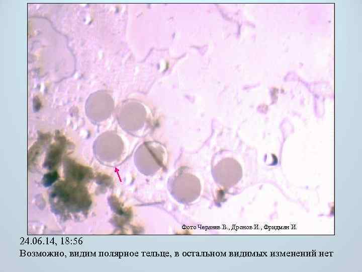 Фото Черанев В. , Дронов И. , Фридман И. 24. 06. 14, 18: 56