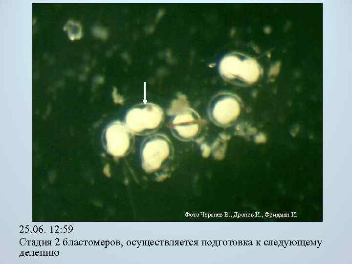 Фото Черанев В. , Дронов И. , Фридман И. 25. 06. 12: 59 Стадия
