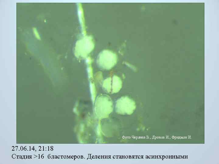 Фото Черанев В. , Дронов И. , Фридман И. 27. 06. 14, 21: 18