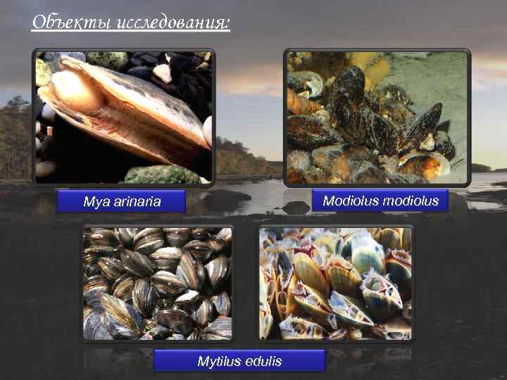 Объекты исследования: Modiolus modiolus Mya arinaria Mytilus edulis 