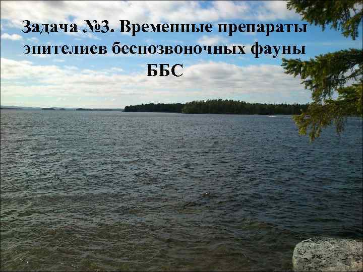 Задача № 3. Временные препараты эпителиев беспозвоночных фауны ББС 