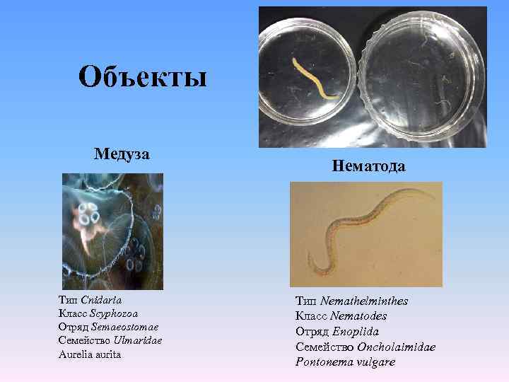 Объекты Медуза Тип Cnidaria Класс Scyphozoa Отряд Semaeostomae Семейство Ulmaridae Aurelia aurita Нематода Тип