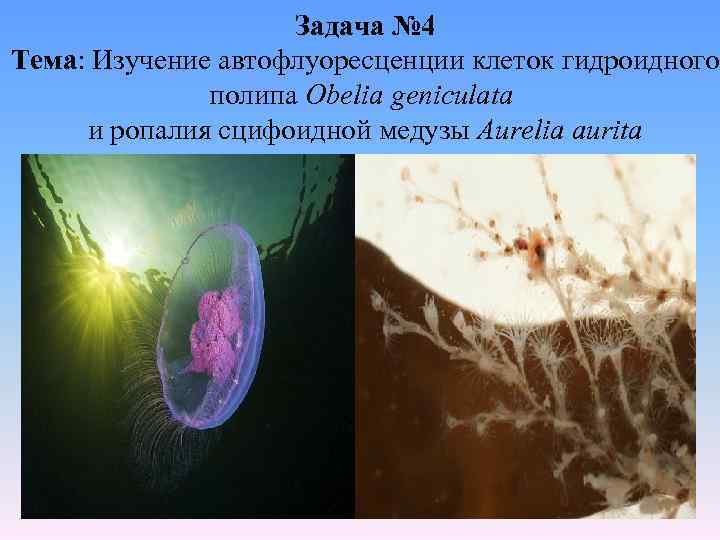 Задача № 4 Тема: Изучение автофлуоресценции клеток гидроидного полипа Obelia geniculata и ропалия сцифоидной