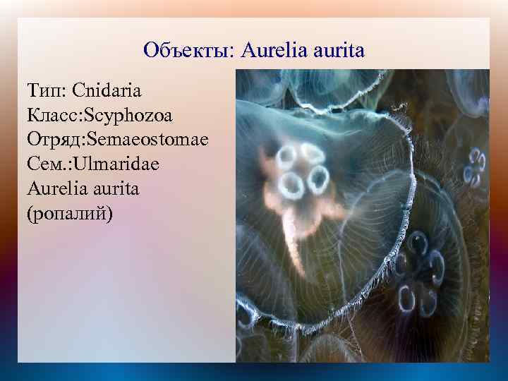 Объекты: Aurelia aurita Тип: Cnidaria Класс: Scyphozoa Отряд: Semaeostomae Сем. : Ulmaridae Aurelia aurita