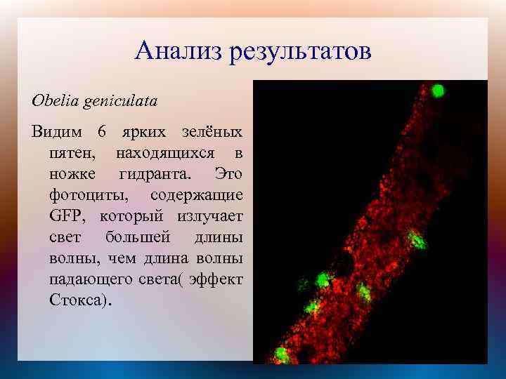 Анализ результатов Obelia geniculata Видим 6 ярких зелёных пятен, находящихся в ножке гидранта. Это