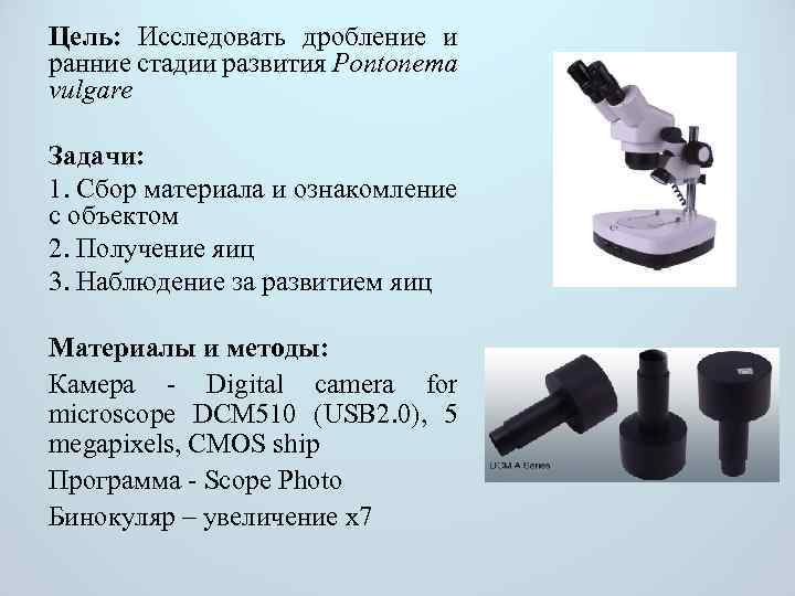 Цель: Исследовать дробление и ранние стадии развития Pontonema vulgare Задачи: 1. Сбор материала и