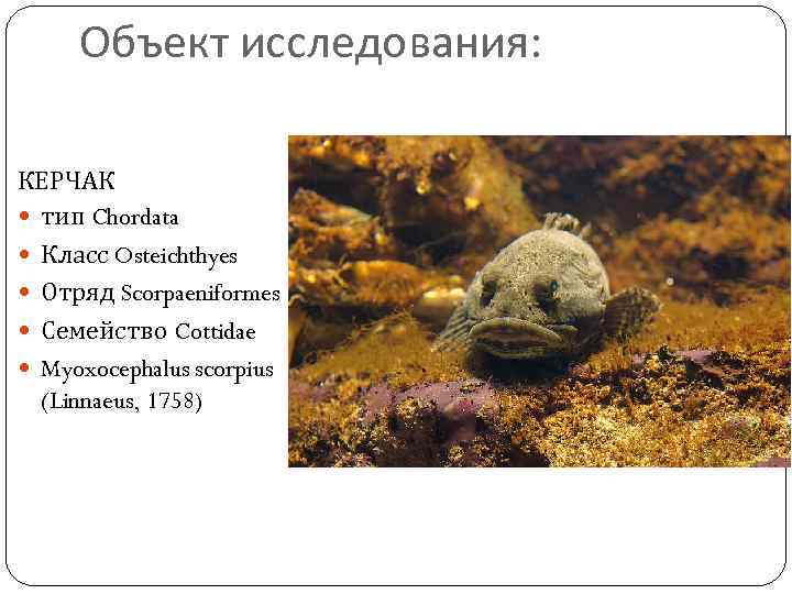 Объект исследования: КЕРЧАК тип Chordata Класс Osteichthyes Отряд Scorpaeniformes Семейство Cottidae Myoxocephalus scorpius (Linnaeus,
