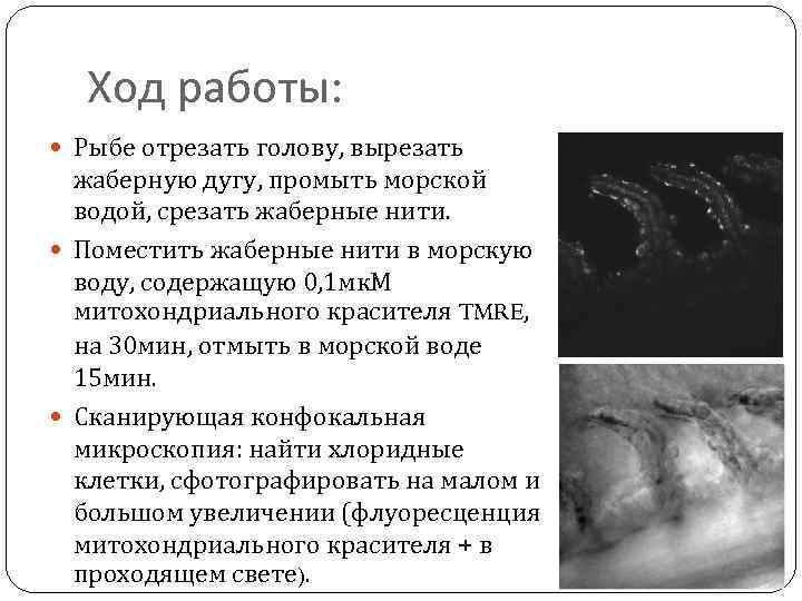 Ход работы: Рыбе отрезать голову, вырезать жаберную дугу, промыть морской водой, срезать жаберные нити.