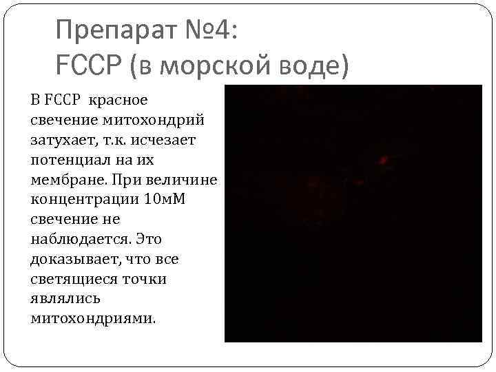 Препарат № 4: FCCP (в морской воде) В FCCP красное свечение митохондрий затухает, т.