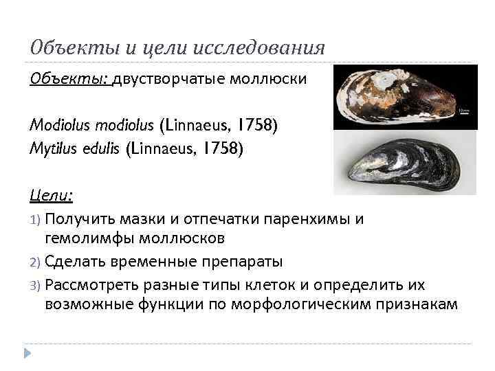 Объекты и цели исследования Объекты: двустворчатые моллюски Modiolus modiolus (Linnaeus, 1758) Mytilus edulis (Linnaeus,