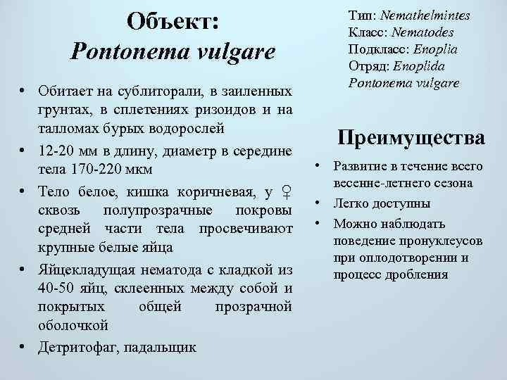 Объект: Pontonema vulgare • Обитает на сублиторали, в заиленных грунтах, в сплетениях ризоидов и