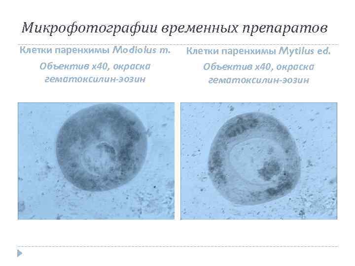 Микрофотографии временных препаратов Клетки паренхимы Modiolus m. Объектив х40, окраска гематоксилин-эозин Клетки паренхимы Mytilus