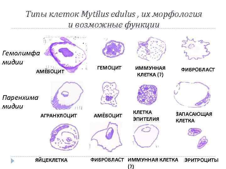 Типы клеток Mytilus edulus , их морфология и возможные функции Гемолимфа мидии АМЁБОЦИТ ГЕМОЦИТ