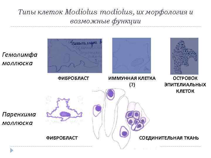Типы клеток Modiolus modiolus, их морфология и возможные функции Гемолимфа моллюска ФИБРОБЛАСТ ИММУННАЯ КЛЕТКА