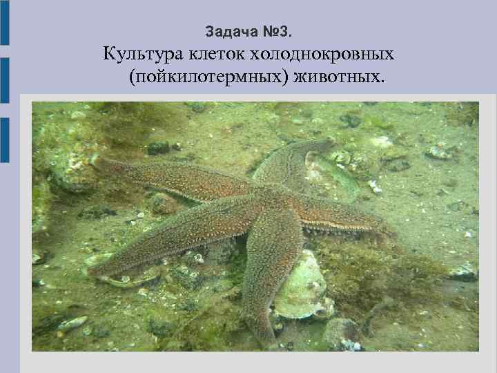 Задача № 3. Культура клеток холоднокровных (пойкилотермных) животных. 