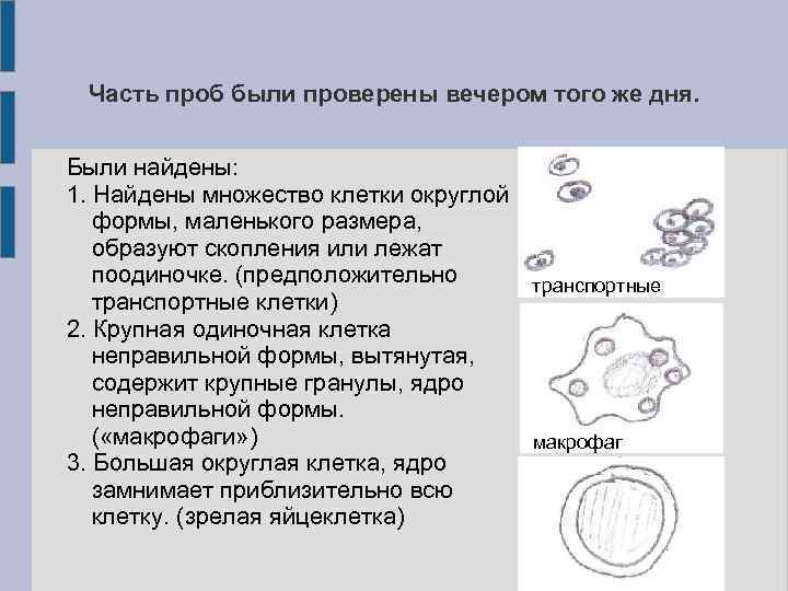 Часть проб были проверены вечером того же дня. Были найдены: 1. Найдены множество клетки