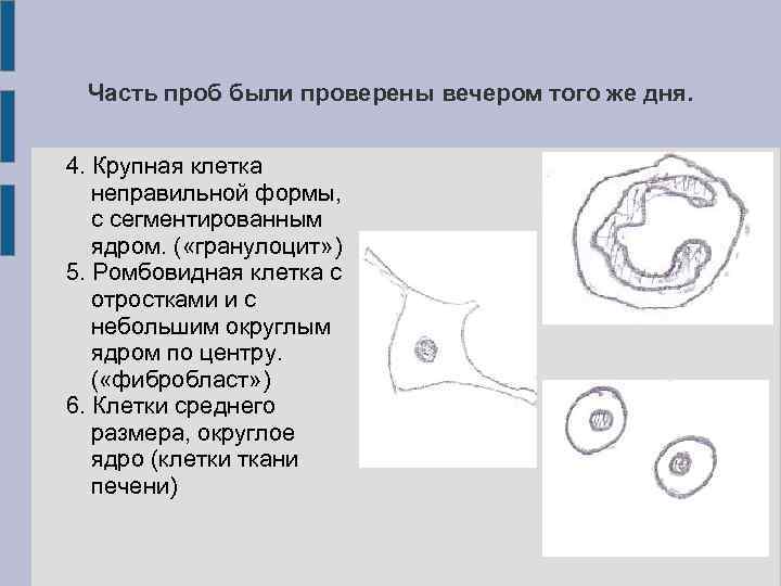 Часть проб были проверены вечером того же дня. 4. Крупная клетка неправильной формы, с
