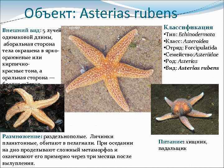 Объект: Asterias rubens Внешний вид: 5 лучей одинаковой длины, аборальная сторона тела окрашена в