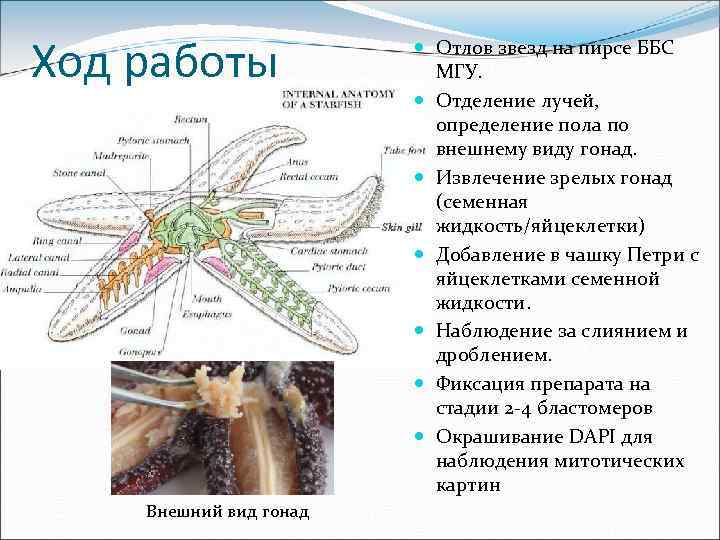 Ход работы Внешний вид гонад Отлов звезд на пирсе ББС МГУ. Отделение лучей, определение