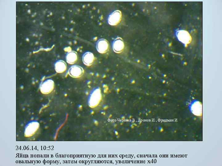 Фото Черанев В. , Дронов И. , Фридман И. 24. 06. 14, 10: 52