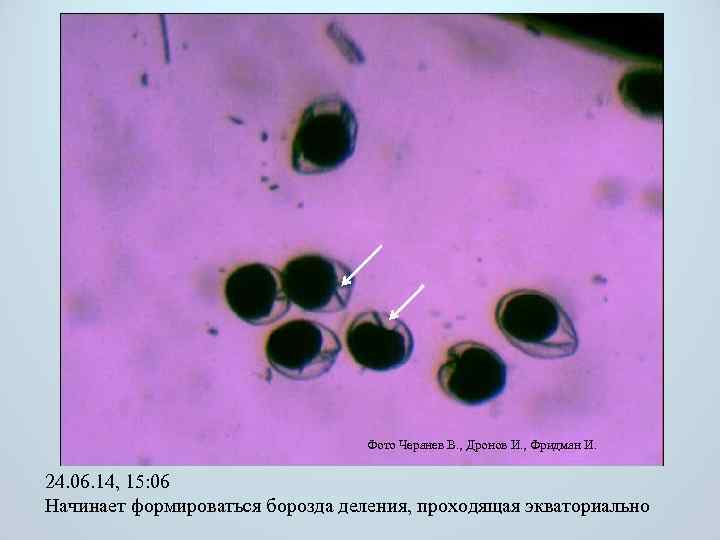 Фото Черанев В. , Дронов И. , Фридман И. 24. 06. 14, 15: 06
