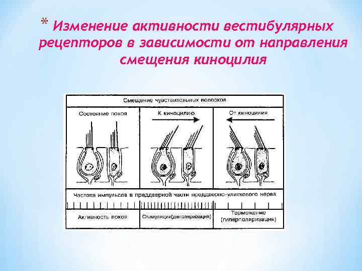 * Изменение активности вестибулярных рецепторов в зависимости от направления смещения киноцилия 