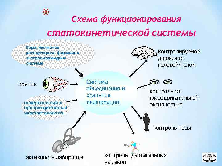 * Схема функционирования статокинетической системы Кора, мозжечок, ретикулярная формация, экстрапирамидная система зрение поверхностная и