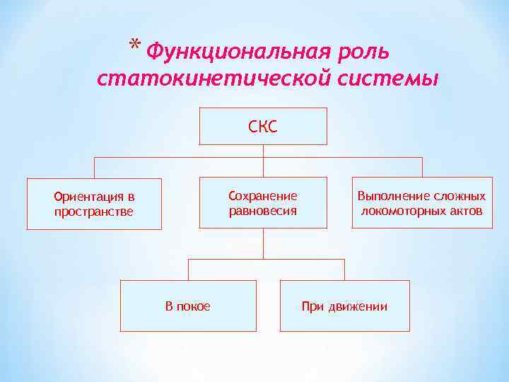 * Функциональная роль статокинетической системы СКС Сохранение равновесия Ориентация в пространстве В покое Выполнение