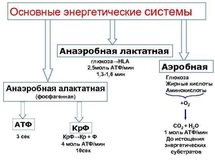 Основные энергетические системы Анаэробная лактатная глюкоза→HLA 2, 5 моль АТФ/мин 1, 3 -1, 6