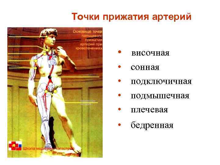 Точки прижатия артерий • височная • • сонная подключичная подмышечная плечевая • бедренная 