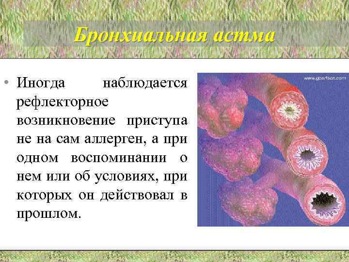 Бронхиальная астма • Иногда наблюдается рефлекторное возникновение приступа не на сам аллерген, а при