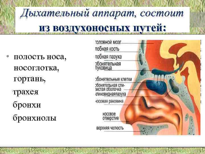 Дыхательный аппарат, состоит из воздухоносных путей: • полость носа, носоглотка, гортань, трахея бронхиолы 