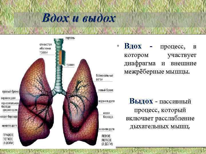 Подпиши изображенные на рисунке органы дыхательной системы