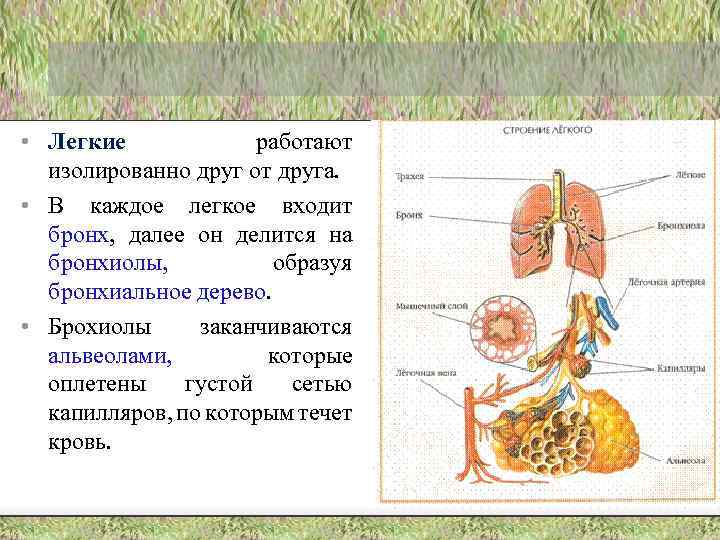  • Легкие работают изолированно друг от друга. • В каждое легкое входит бронх,