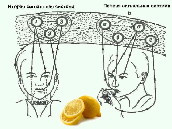 Третья сигнальная система