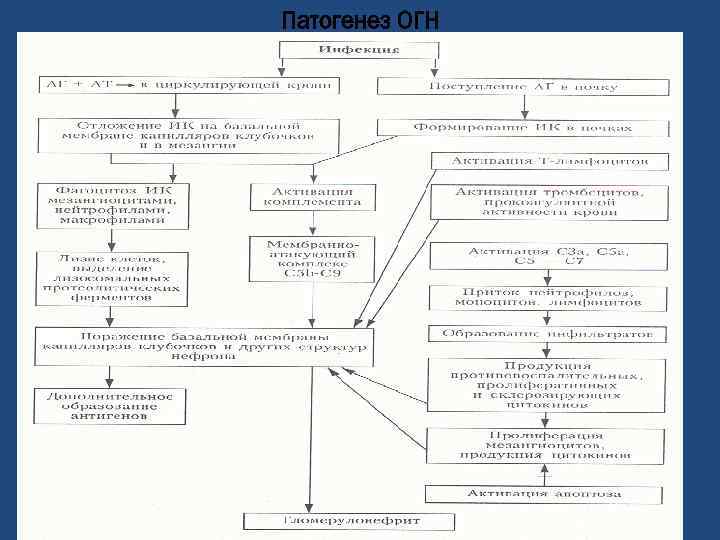 Патогенез ОГН 
