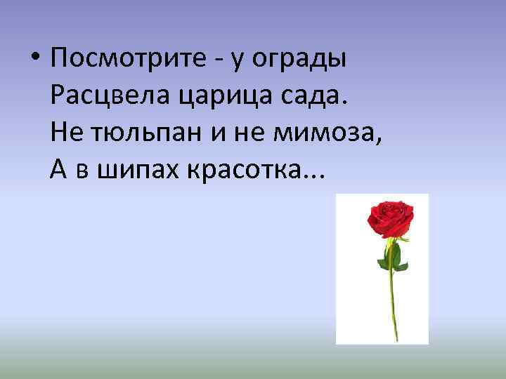  • Посмотрите - у ограды Расцвела царица сада. Не тюльпан и не мимоза,