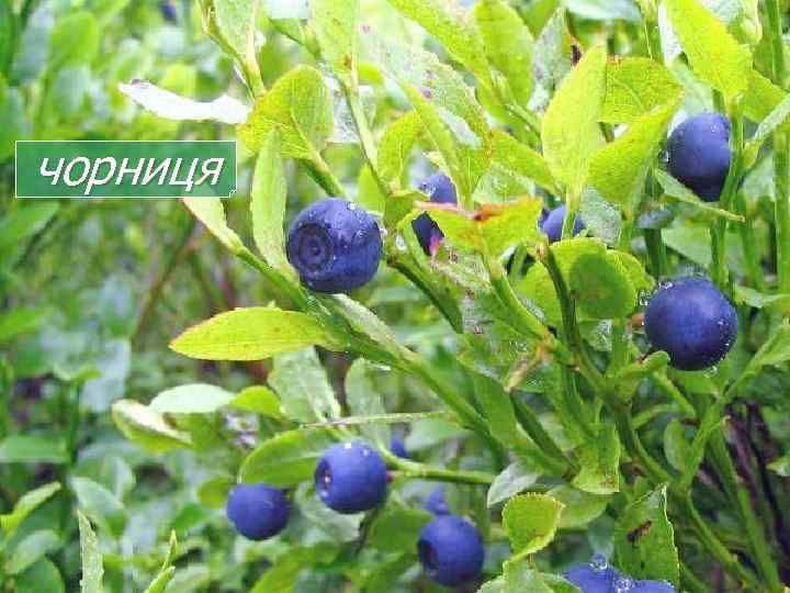 чорниця 
