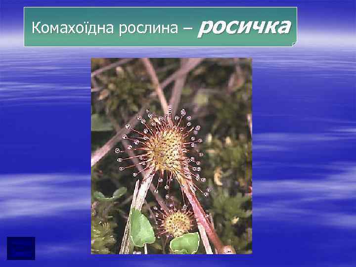 Комахоїдна рослина – росичка 