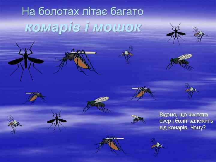 На болотах літає багато комарів і мошок Відомо, що чистота озер і боліт залежить