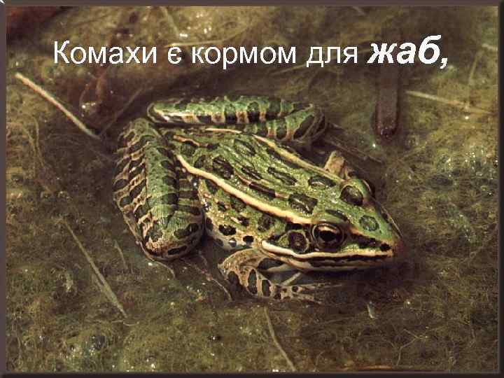 Комахи є кормом для жаб, 