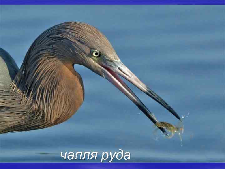 чапля руда 