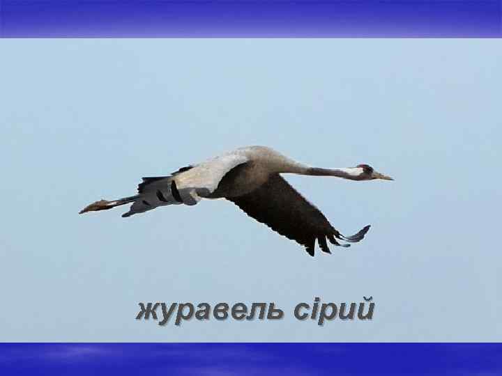 журавель сірий 