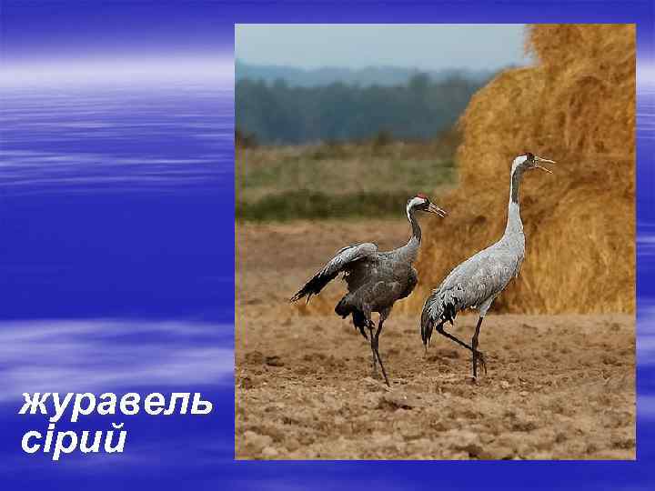 журавель сірий 