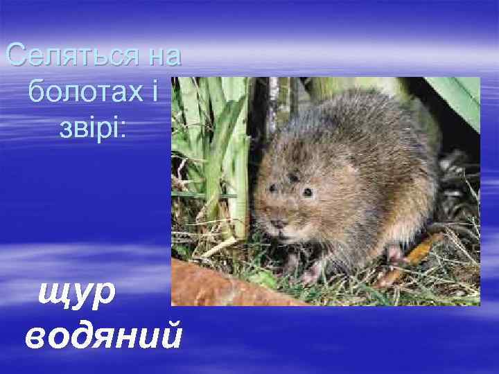 Селяться на болотах і звірі: щур водяний 