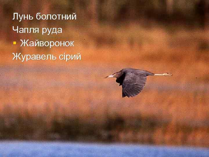 Лунь болотний Чапля руда § Жайворонок Журавель сірий 