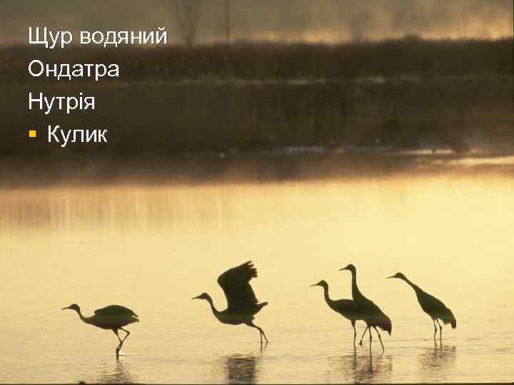 Щур водяний Ондатра Нутрія § Кулик 