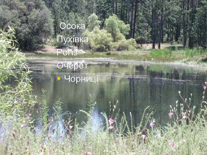 Осока Пухівка Рогіз Очерет § Чорниці 