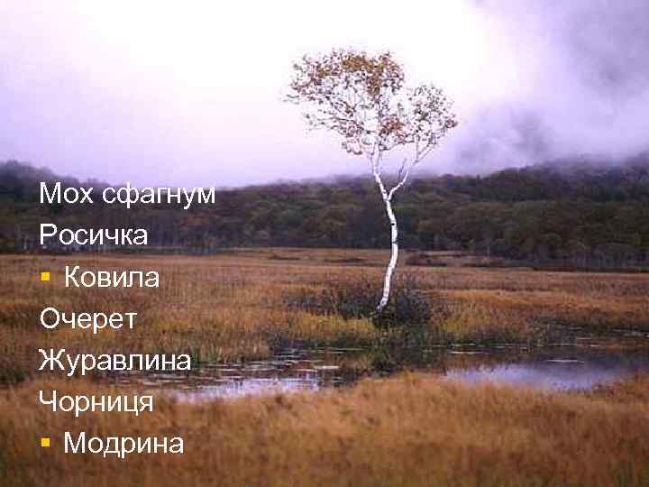 Мох сфагнум Росичка § Ковила Очерет Журавлина Чорниця § Модрина 